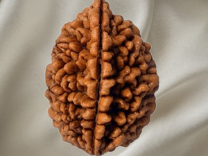 1 Mukhi Rudraksh