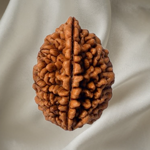 1 Mukhi Rudraksh