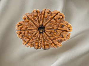 10 Mukhi Rudraksh