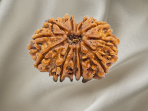 11 Mukhi Rudraksh