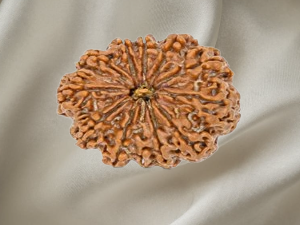 12 Mukhi Rudraksh