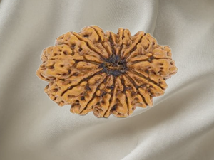 13 Mukhi Rudraksh