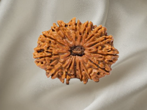 14 Mukhi Rudraksh