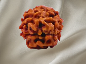 2 Mukhi Rudraksh