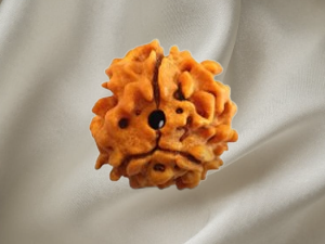 3 Mukhi Rudraksh