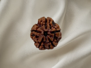 5 Mukhi Rudraksh