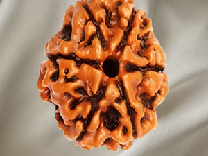 6 Mukhi Rudraksh