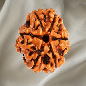 6 Mukhi Rudraksh
