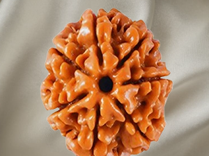 7 Mukhi Rudraksh
