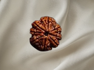 8 Mukhi Rudraksh