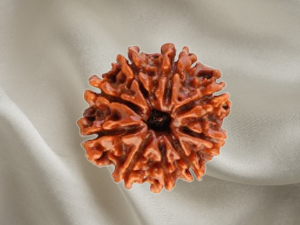9 Mukhi Rudraksh