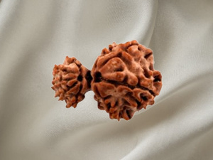 Garbh Gauri Rudraksh