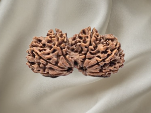 Gauri Shankar Rudraksh